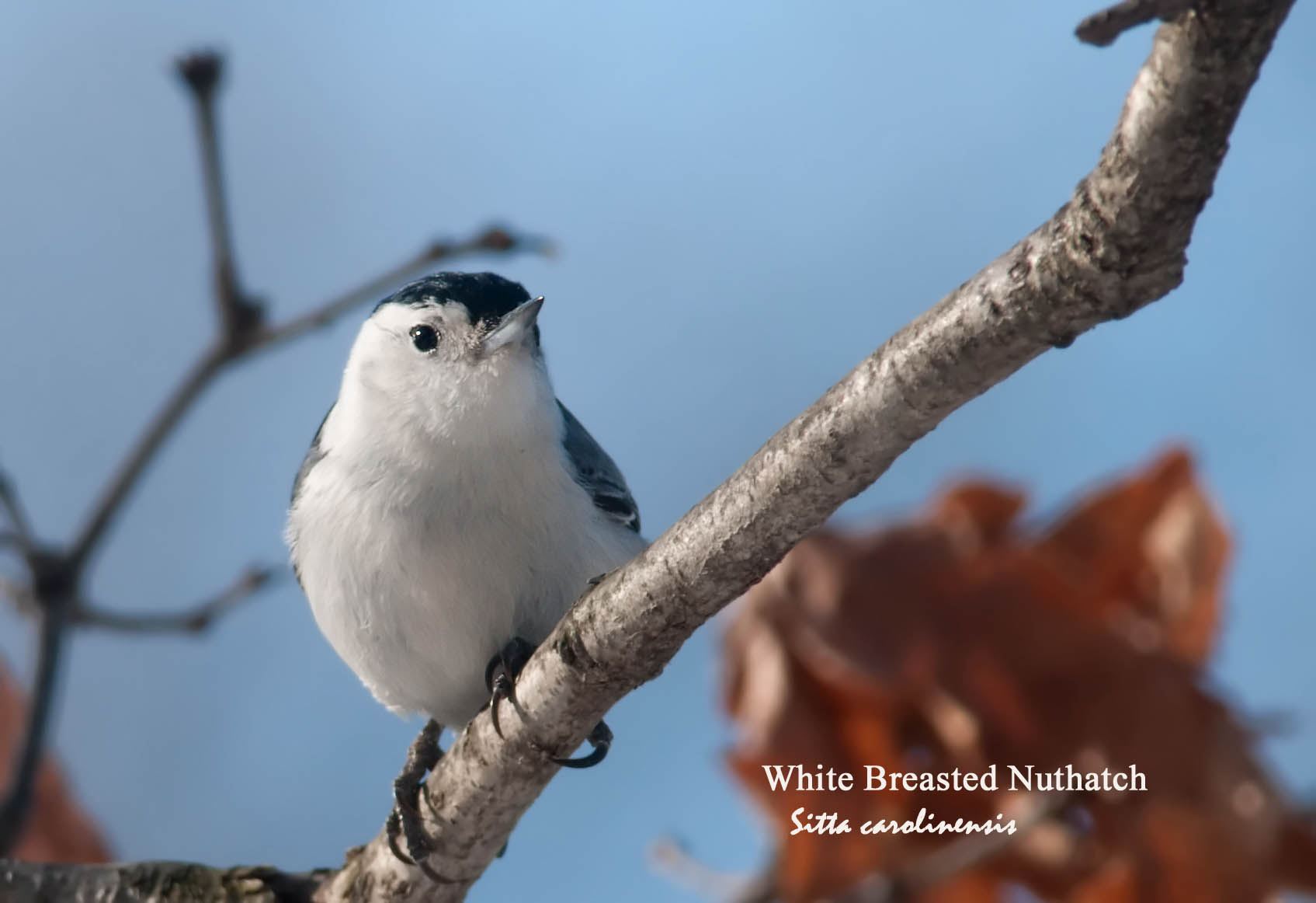 White Breasted Nuthatch